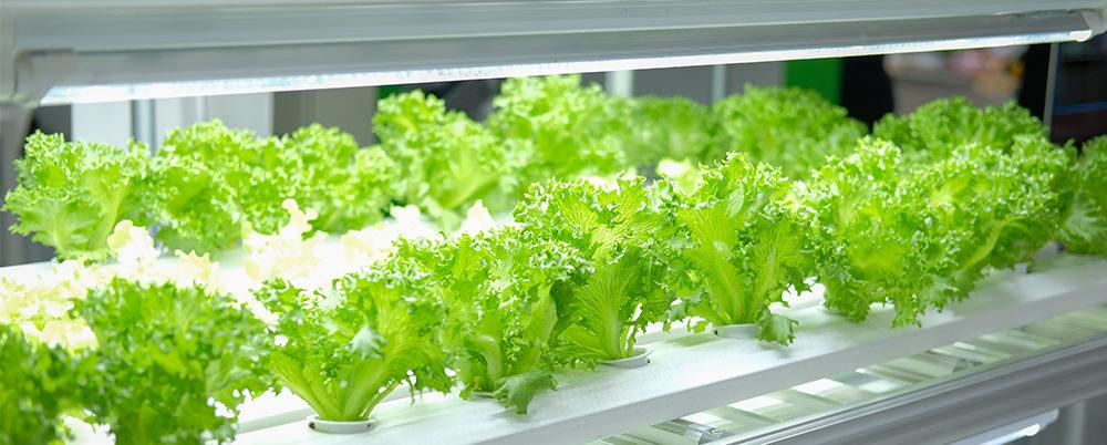 Produce Case Lighting for Leafy Greens